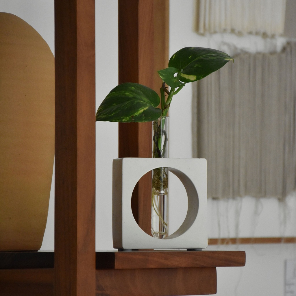 Florero propagación blanco