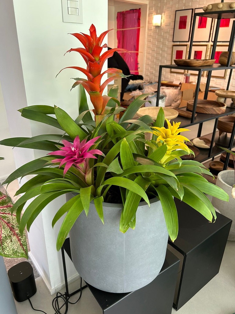 Maceta de Concreto Gris