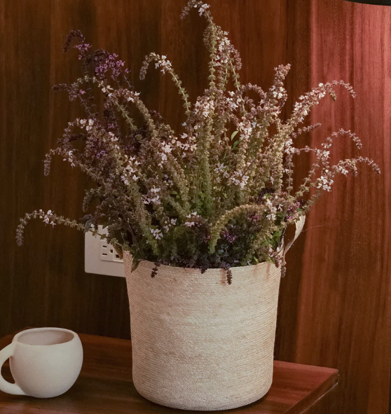 Canasto cotidiano mediano