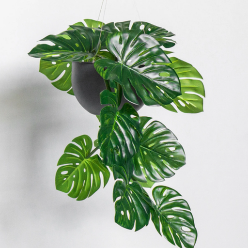 Monstera de 36.5"