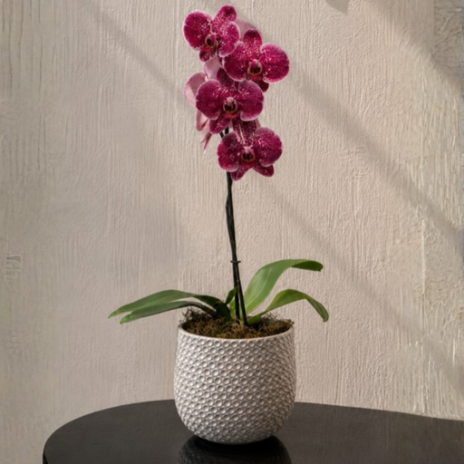 Maceta Ivory